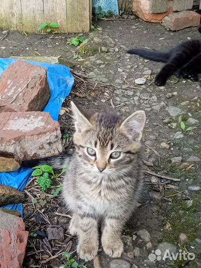 Котята в добрые руки бесплатно