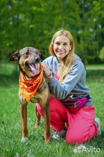 Собака Август из приюта Некрасовка ищет дома