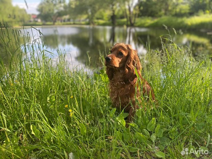 Спаниэль для вязки