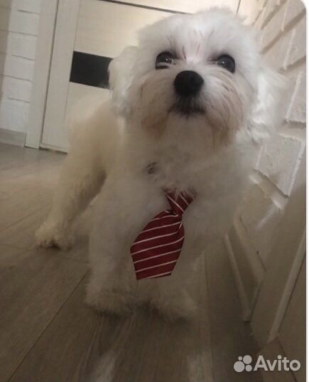 Мальтезе вязка