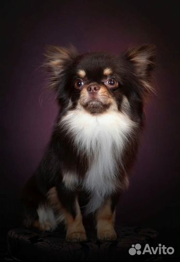 Изабелловый красавчик