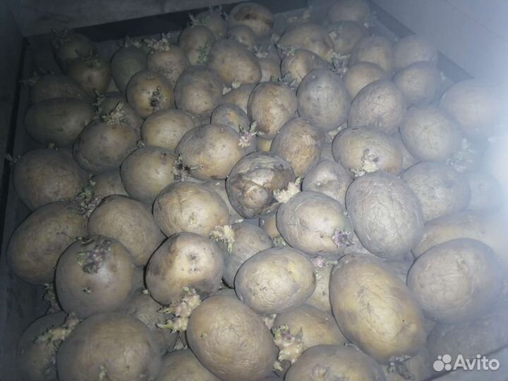 Семенной картофель невская