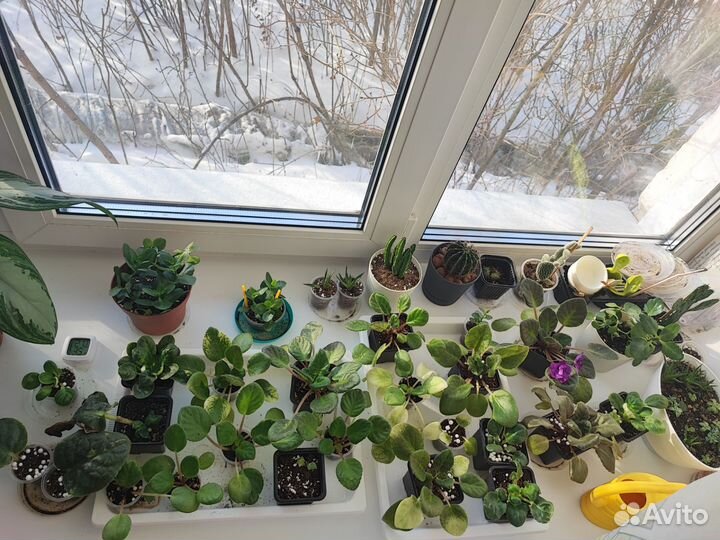 Комнатные растения фиалки каланхоэ суккуленты