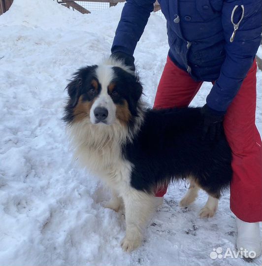 Аусси бесплатно