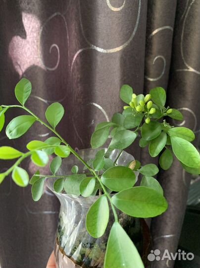 Муррайя метельчатая