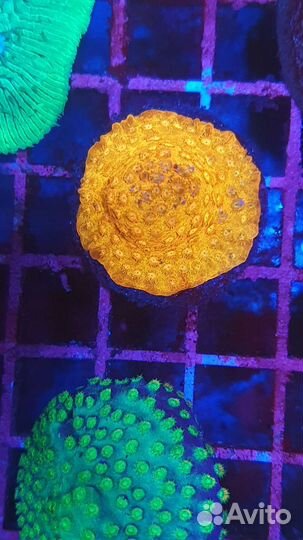 Кораллы в морской аквариум