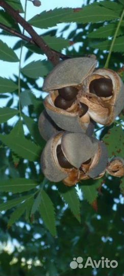 Чекалкин орех