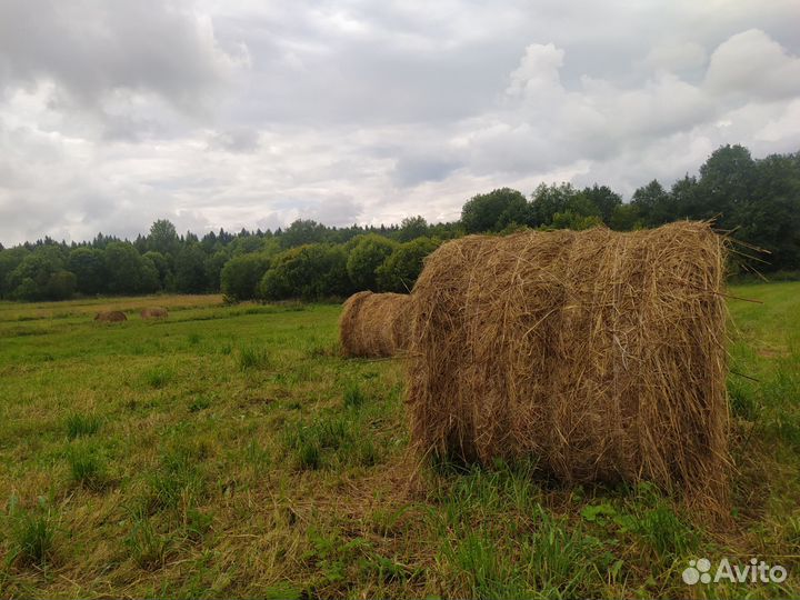 Продам сено в рулонах