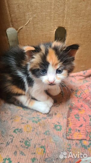 Котята в добрые руки бесплатно