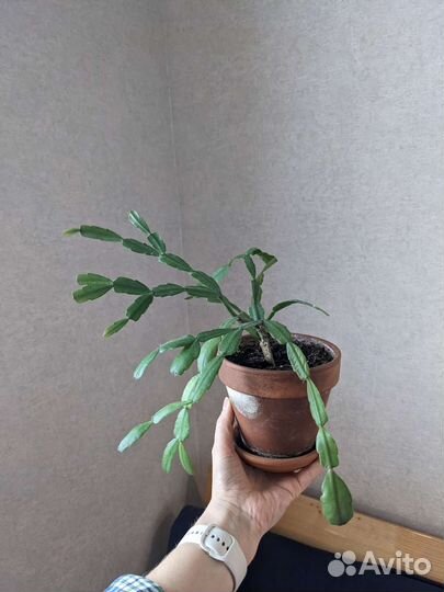 Декабрист шлюмбергера deroma