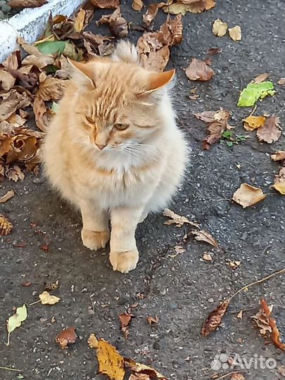 Рыжий молодой котик в добрые руки