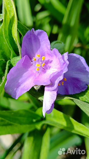 Традесканция садовая, нарцисс махровый,примула, др