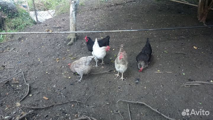 Куры несушки
