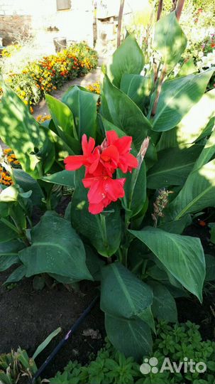 Цветы Канны красные, оранжевые, желтые