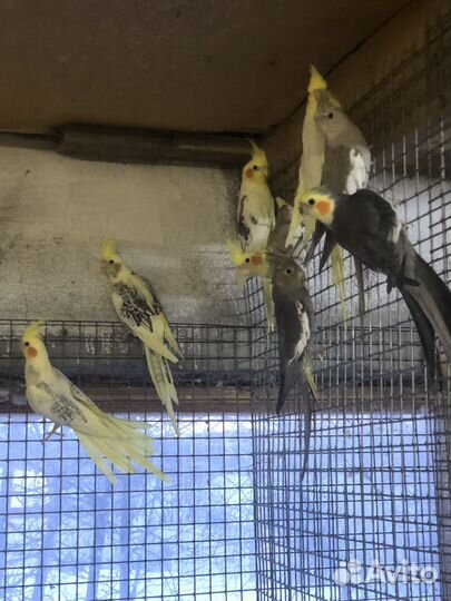 Птенцы Корелл