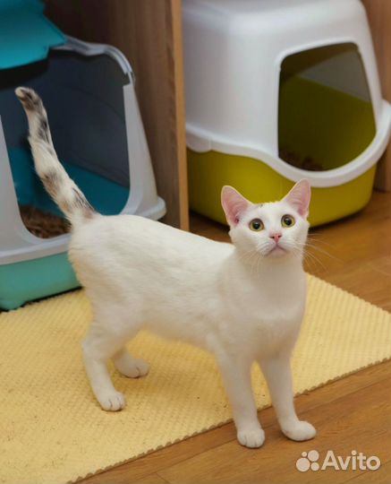 Кошечка в добрые руки