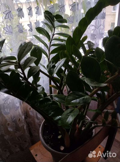 Замиокулькас