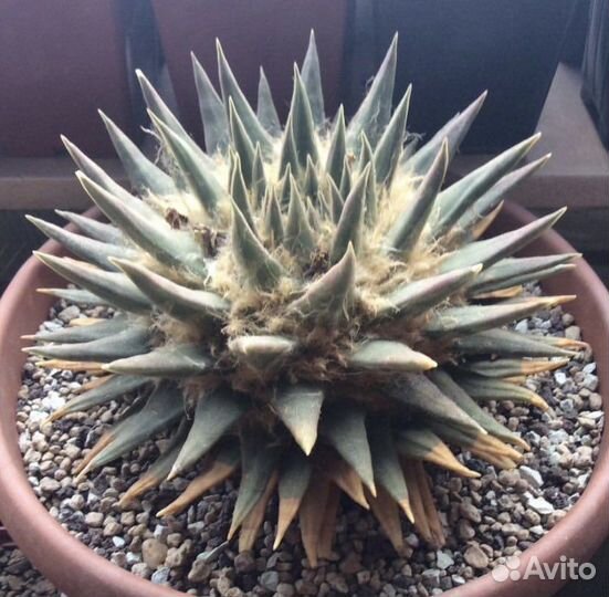 Кактус Ariocarpus trigonus