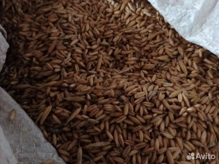 Овес голозерный