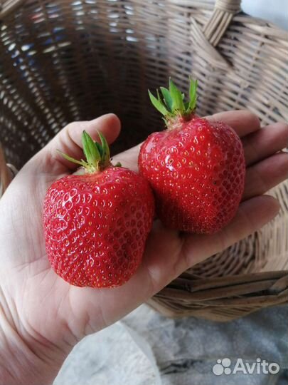 Рассада клубники