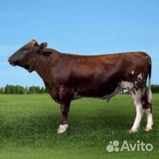 Быки телята