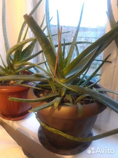 Алоэ лечебный