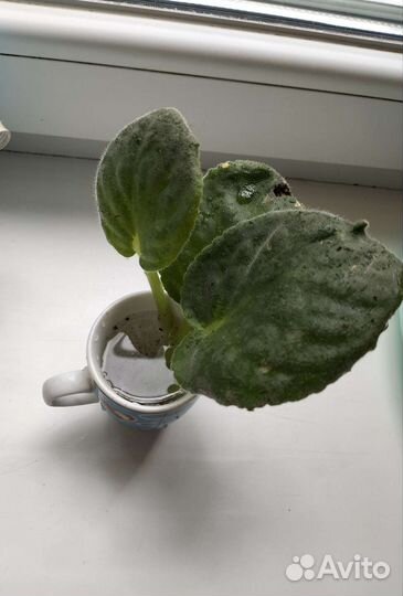 Отростки фиалки