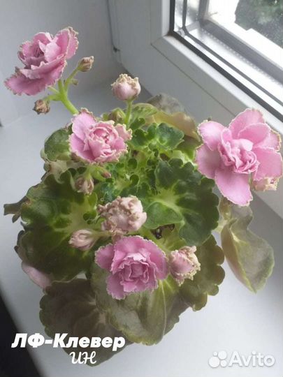 Сортовые фиалки