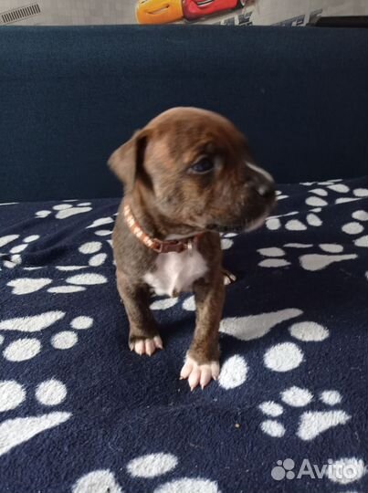 Щенки Питбуль