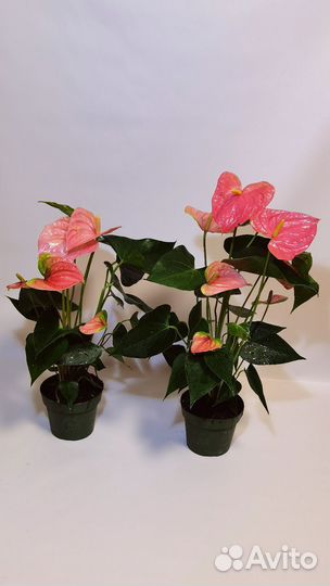 Антуриум гигант Колорадо, цветы на подарок