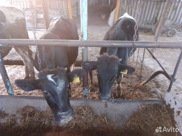 Бычки и быки