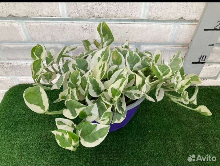 Сциндапсус