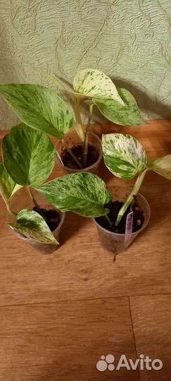 Сциндапсусы,диффенбахия Камилла