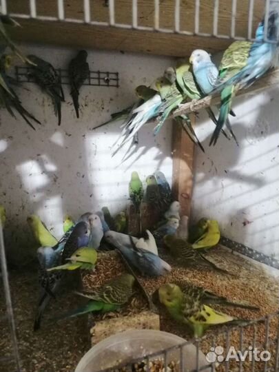 Попугай волнистый, корелла, амадины, неразлучники