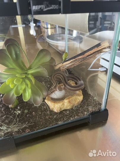 Узорчатый полоз