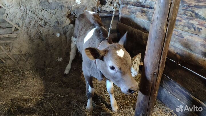 Коровы дойные молочные