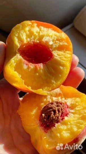 Персики, нектарин