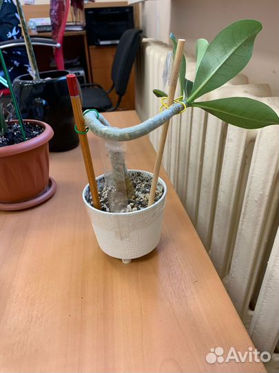 Комнатные цветы адениум