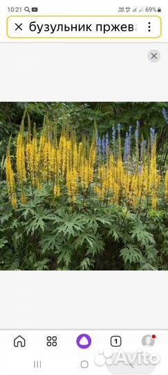 Многолетние растения для сада