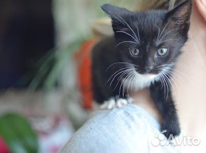 Котенок девочка