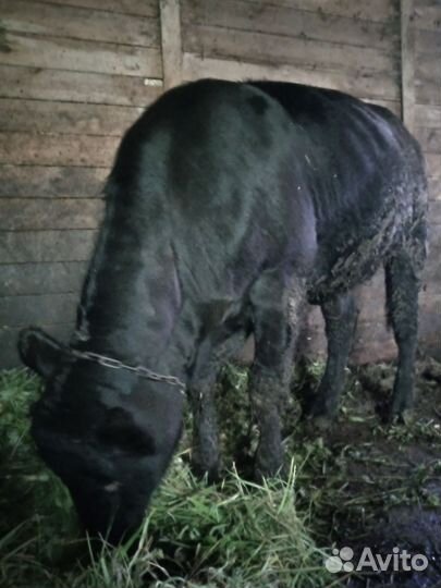 Корова тёлка