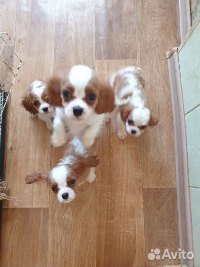 Кавалер кинг