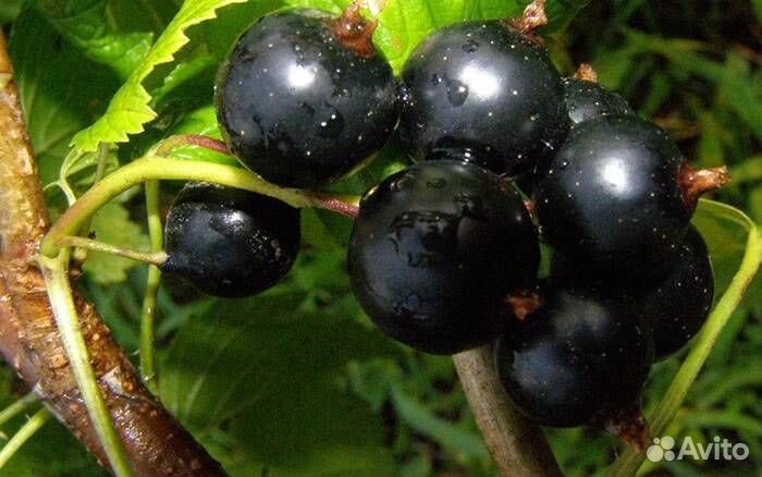 Крупная сладкая черная смородина