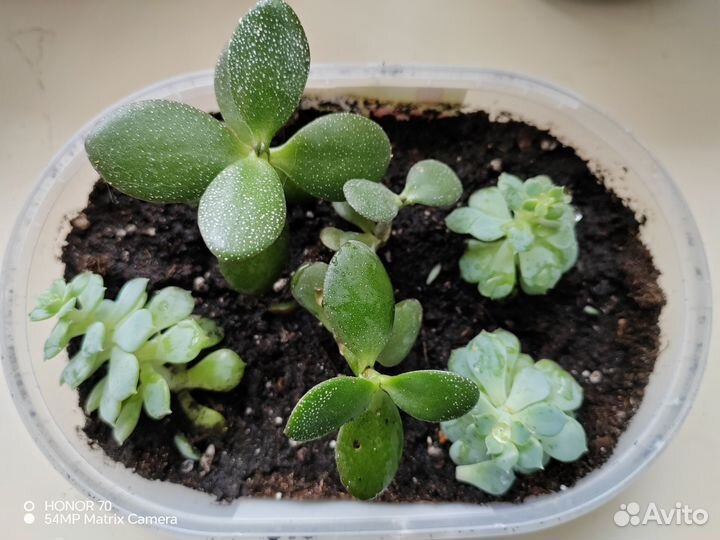 Суккуленты