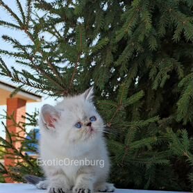 Экзотическая короткошерстная и персидская