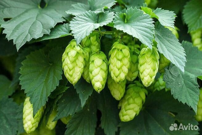 Хмель, мелисса, мята, ревень, кипрей, бузина