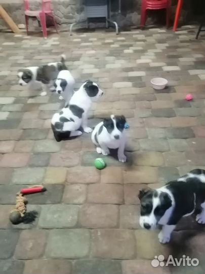 Среднеазиатская овчарка алабай щенки