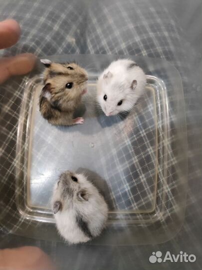 Джунгарский хомяк перл