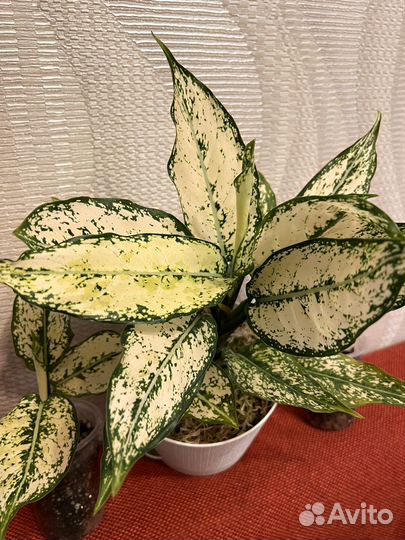 Аглаонема ферст даймонд детки