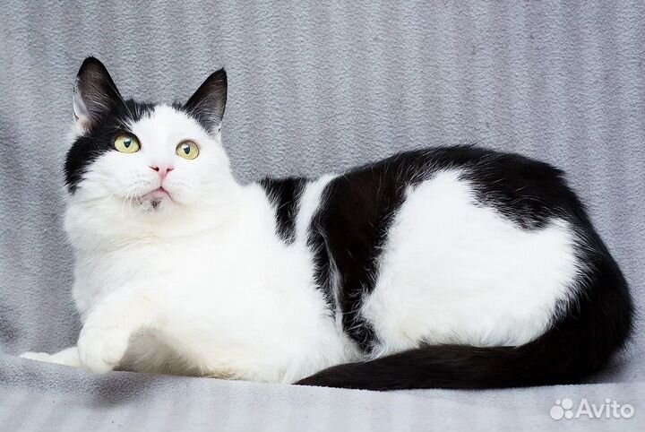 Самая нежная кошечка Эльза в дар